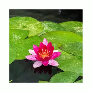 Moerings Nymphaea Pygmea Rubra | Waterlelie | In 11CM Pot