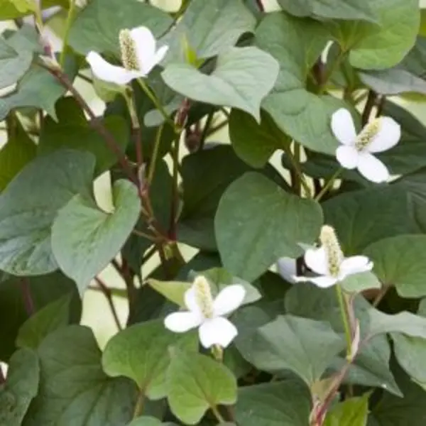 Moerings waterplanten Moerasanemoon (Houttuynia Cordata) Moerasplant (6-stuks) thumbnail