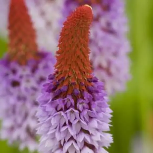 Moerings waterplanten Orchideeprimula (Primula Vialii) Moerasplant (6-stuks) thumbnail
