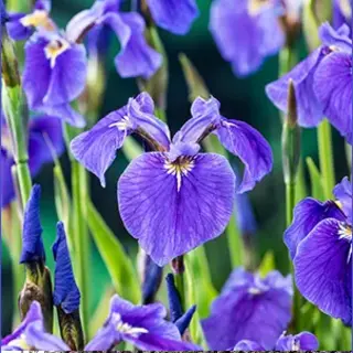 Moerings waterplanten Borstelige Iris (Iris Setosa) Moerasplant (6-stuks)