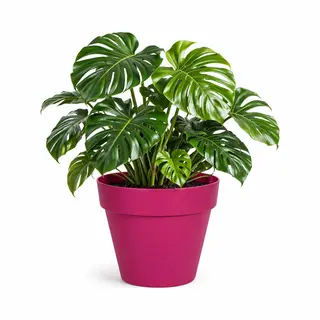 Mega Collections Plantenpot / Bloempot - Kunststof - Fuchsia Roze - Binnen/buiten - D39 X H35 Cm