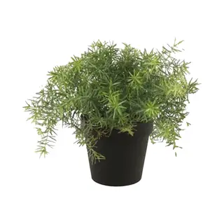 Emerald Kunstplant Asparagus - Groen - In Zwarte Pot - 25 Cm