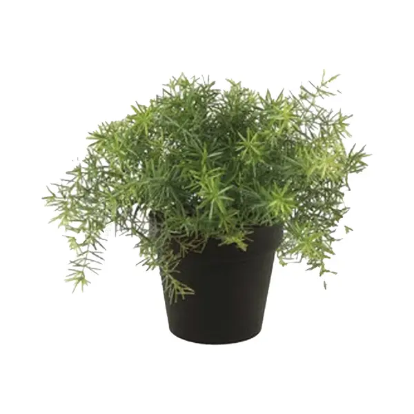 Emerald Kunstplant Asparagus - Groen - In Zwarte Pot - 25 Cm thumbnail