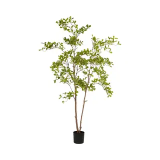 Emerald Eternal Green B.V. Indische Amandelboom In Pot L110cm Groen