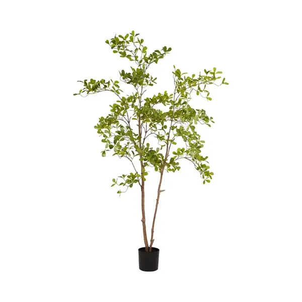 Emerald Eternal Green B.V. Indische Amandelboom In Pot L110cm Groen thumbnail