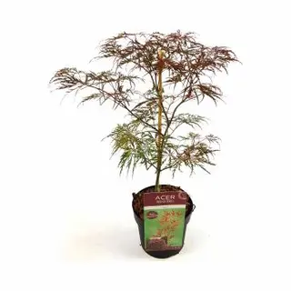 Plantenwinkel.nl Japanse Esdoorn (Acer Palmatum "Garnet") Heester - 50-60 Cm - 1 Stuks
