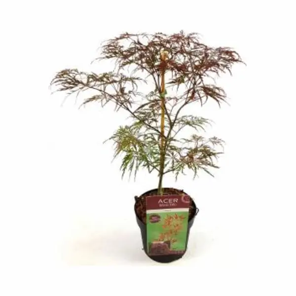 Plantenwinkel.nl Japanse Esdoorn (Acer Palmatum "Garnet") Heester - 50-60 Cm - 1 Stuks thumbnail
