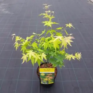 Plantenwinkel.nl Japanse Esdoorn (Acer Palmatum "Orange Dream") Heester - 50-60 Cm - 1 Stuks