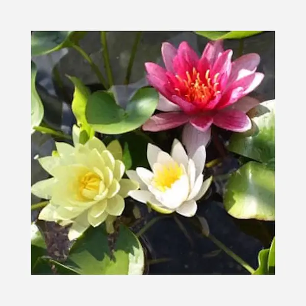 Moerings Nymphaea Mix Trio | Waterlelie | In 3L Mand thumbnail