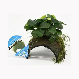 Moerings waterplanten Anubias Nana - Op 3-gaten Kokosnoot - 3 Stuks - Aquarium Plant