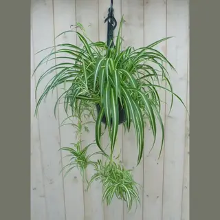 Warentuin Natuurlijk - Hangplant Graslelie