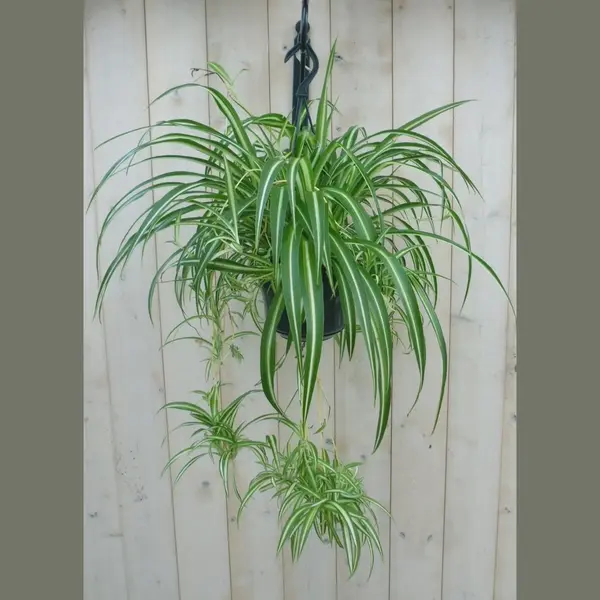 Warentuin Natuurlijk - Hangplant Graslelie thumbnail