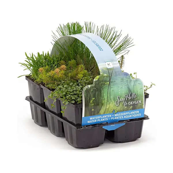 Moerings Zuurstof Vijverplanten Mix | In Thema Sixpack thumbnail