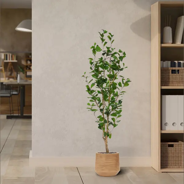 maxifleur Kunstplanten Ficus Triangularis Kunstplant 150cm thumbnail