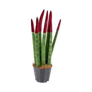 Bloomique - Sansevieria Velvet Touch - Vrouwentong - Kamerplanten - Luchtzuiverend - Zeer Gemakkelijk Te Verzorgen - 20-30 Cm Hoog - Pot 9 Cm