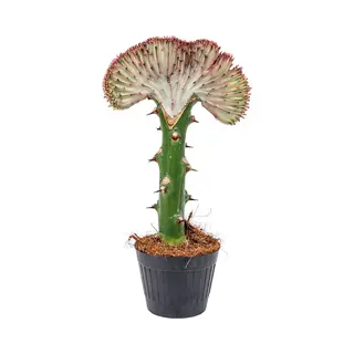 Bloomique - Euphorbia Lactea Cristata - Cactus Plant - Kamerplanten - Luchtzuiverend - Gemakkelijk In Onderhoud - 20-30 Cm Hoog - Pot 11 Cm