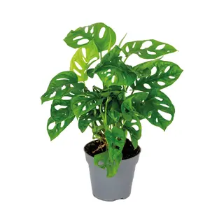 Bloomique - Monstera Adansonii - Monkey Leaf - Gatenplant - Kamerplanten - Geschikt Als Klimplant - Luchtzuiverend - 20-30 Cm Hoog - Pot 12 Cm