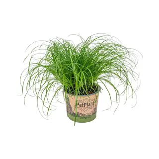Bloomique - Cyperus Zumula - Kattengras - Kamerplanten - Diervriendelijk - 20-30 Cm Hoog - Pot 12 Cm
