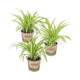 Bloomique - Set Van 3 - Chlorophytum Variegatum - Graslelie - Kamerplanten - Luchtzuiverend - Diervriendelijk - 20-30 Cm Hoog - Pot 12 Cm