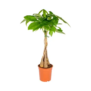 Bloomique - Pachira Aquatica - Geldboom - Watercacao - Kamerplanten - Luchtzuiverend - Gemakkelijk In Onderhoud - 60-70 Cm Hoog - Pot 17 Cm