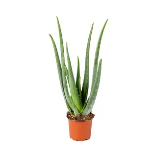 Bloomique - Aloe Vera Plant - Kamerplanten - Vetplanten - Succulenten - Zeer Gemakkelijk In Onderhoud - 30-40 Cm Hoog - Pot 12 Cm
