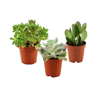 ZynesFlora - Mini Succulenten Mix - 3 Stuks - Vetplant - Kamerplant