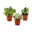 3x Succulenten