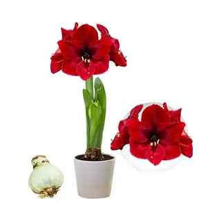 Dutch Bulbs Amaryllis Bol - Dark Passion - Bloembollen - 1 Stuk - Rood - Bloem Bollen