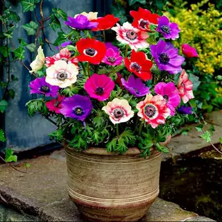 Dutch Bulbs Anemonen Bloembollen - De Caen - 50 Stuks - Meerkleurig - Bloem Bollen - Meerjarig Mix