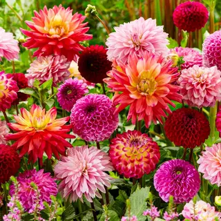Dutch Bulbs Dahlia Bloembollen - Super - 10 Stuks - Meerkleurig - Bloem Bollen - Knollen Voor In De Tuin