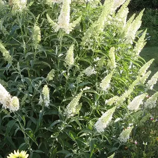 ClematisOnline Buddleja Vlinderstruik White Profusion - Witte Bloemen, Meerjarig En Winterhard | Vlinderplant / Vlinderstruiken - Aantrekkelijk Voor De Vlinder | 2