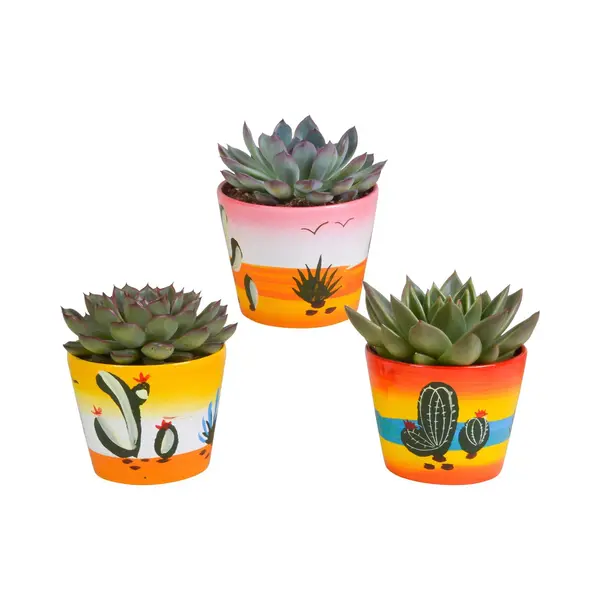 Everspring Echeveria Mix 8.5 Cm In Mexicaanse Pot | 3 Stuks thumbnail