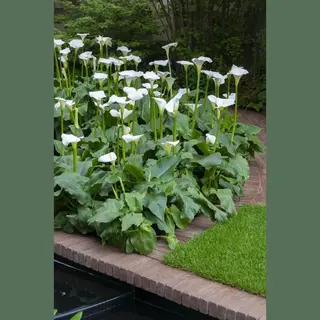 Bloomique - Set Van 3 - Zantedeschia Aethiopica - Witte Aronskelk - Vijverplanten - Winterhard - 10-20 Cm Hoog - Pot 9 Cm