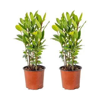 Bloomique - Set Van 2 - Laurus Nobilis - Echte Laurier - Laurier Plant - Tuinplanten - Winterhard - 40-50 Cm Hoog - Pot 15 Cm