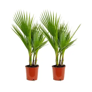 Bloomique 2x Washingtonia Robusta - Mexicaanse Waaierpalm - Palm - Groenblijvend - ⌀17 Cm - 60-75 Cm