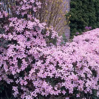Bloomique - Clematis Montana Rubens - Bosrank - Lichtroze - Klimplanten - Tuinplanten - Winterhard - 50-70 Cm Hoog - Pot 15 Cm