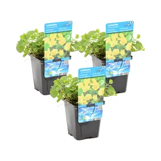 Bloomique - Set Van 3 - Lysimachia Nummularia - Penningkruid - Vijverplanten - Waterplanten - Winterhard - 10-20 Cm Hoog - Pot 9 Cm