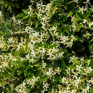 Bloomique - Trachelospermum Jasminoides - Toscaanse Jasmijn - Geel - Klimplanten - Tuinplanten - Winterhard - Groenblijvend - 50-70 Cm Hoog - Pot 15