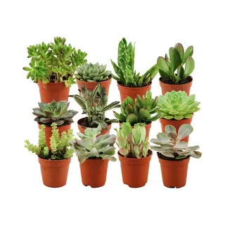 ZynesFlora - Mini Succulenten Mix - 12 Stuks - Ø 5, 5 Cm - Hoogte, 5-10 Cm - Vetplant - Kamerplant