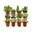 12x Succulenten