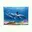blauw, lichtblauw, wit