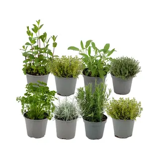 ZynesFlora - Italiaanse Kruidenplanten - 8 Stuks - Ø 12 Cm - Hoogte, 12-15 Cm - Buitenplant - Kamerplant - Tuinkruiden