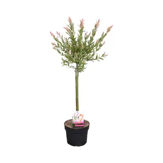 Bloomique - Salix Integra Flamingo - Bonte Wilg - Tuinplanten - Winterhard - 60-80 Cm Hoog - Pot 17 Cm