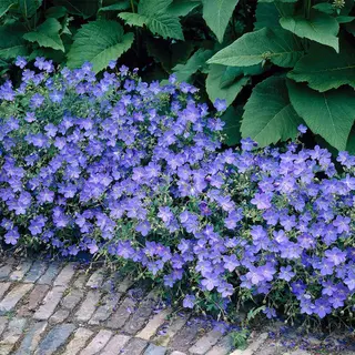 Bloomique - Set Van 3 - Geranium Johnsons Blue - Ooievaarsbek - Blauwe Bloemen - Winterhard - Hoogte 10-20 Cm - Pot 9x9 Cm