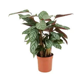 Bloomique - Calathea Compactstar - Pauwenplant - Kamerplanten - Luchtzuiverend - Gemakkelijk In Onderhoud - Diervriendelijk - 40-50 Cm Hoog - Pot 12