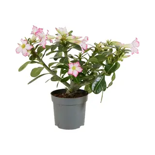 Bloomique - Adenium Obesum - Woestijnroos - Bloeiend - Kamerplanten - Zeer Gemakkelijk In Onderhoud - Pot 13cm - 25-35cm Hoog