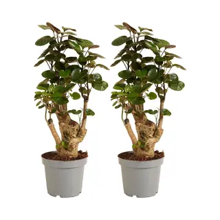 Bloomique - Set Van 2 - Polyscias Fabian - Aralia - Kamerplanten - Luchtzuiverend - Diervriendelijk - Gemakkelijk In Onderhoud - 30-40 Cm Hoog - Pot