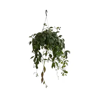 Bloomique - Aeschynanthus Marmoratus - Lippenstiftplant - Hangplant - Kamerplanten - Diervriendelijk - Luchtzuiverend - 30-40 Cm Hoog - Pot 17 Cm
