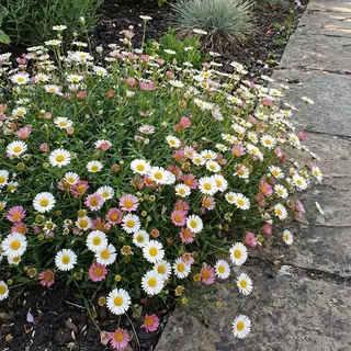Bloomique - Set Van 6 - Erigeron Karvinskianus - Muurfijnstraal - Rijkbloeiend - Winterhard - Vaste Plant - 10-20 Cm Hoog - Pot 9 Cm