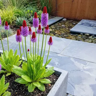 Bloomique - Set Van 6 - Primula Vialii - Orchideeprimula - Rijkbloeiend - Winterhard - Vaste Plant - 10-20 Cm Hoog - Pot 9 Cm